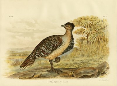 Einheimischer Fasan oder Malleefowl, 1891 von Gracius Broinowski